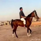 مهر واهو