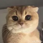 سكوتش فولد مستوى بطل
