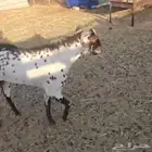 تيس جنوبي امرخ فحل