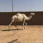 ضروبه وضحا طيبه