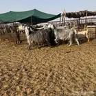ماعز مصريات مواليد