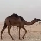 لقيه صفرا مجاهيم على ولد حرصان