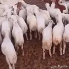 بهم رفيدي