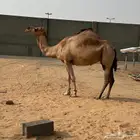 اركه لقحه كفوو. (((تم البيع خارج الموقع)))