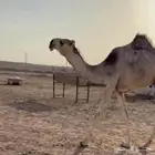 قعود فردي مزاين منهو القناي باتلي