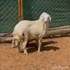 طليان حريات ذبايح