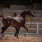 ثابت الهواجر ( مستورد من الامارات )