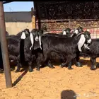 جفرات عوارض صننف تممم الببيييع