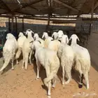 خرفان سواكن مرابي ( تم البيع )