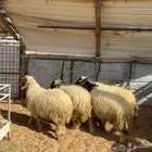 خرفان نعيم ( تم البيع )