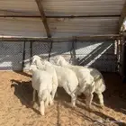 خرفان حري ( تم البيع )