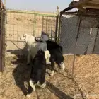 خروف ورخلين نجد ( تم البيع )