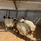 رخال نعيم ( تم البيع )