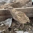 للبيع   سمان   فري   للبيع
