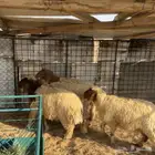 رخال نعيم ( تم البيع )