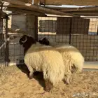 خرفان نعيم جبر ( تم البيع )