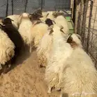 خرفان نعيم ( تم البيع )