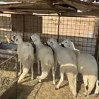 خرفان سواكن