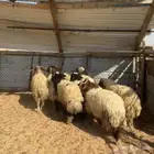 خرفان نعيم ( تم البيع )