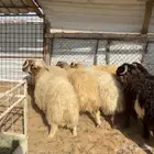 خرفان نعيم