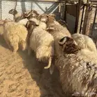 خرفان نعيم ( تم البيع )