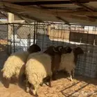خرفان وجذعات نعيم
