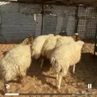 رخال نعيم