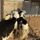 خرفان نجد ( تم البيع )