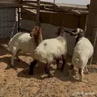 غنم نعيم ( تم البيع )