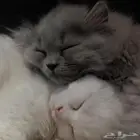 قطط للبيع شيرازي هيملايا