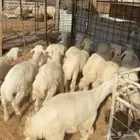 خرفان حري ( تم البيع )