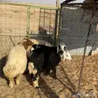 رخال نعيم ونجدي