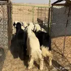 رخال نجد ( تم البيع )