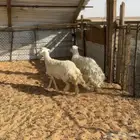 حريات ثنيه ورباع ( تم البيع )