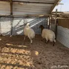 رخال نعيم ( تم البيع )