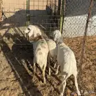 خرفان حري هجين ( تم البيع )