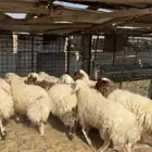 رخال نعيم وخرفان( تم البيع )