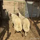 خرفان نعيم هجين ( تم البيع )