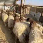 جذعات نعيم عدد 25