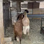 خرفان سواكن بلدي ( تم البيع )