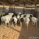 خرفان برابر ( تم البيع )