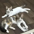 قطط 4 شهور للتبني