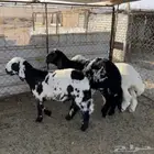 خرفان هجين ( تم البيع )