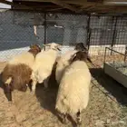 خرفان نعيم ( تم البيع )