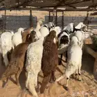 خرفان سواكن مرابي ( تم البيع )