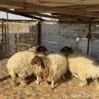 جذعات نعيم ( تم البيع )