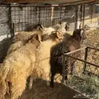 خرفان نعيم ( تم البيع )