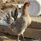 ديك ودجاج عربي ( نوادر )