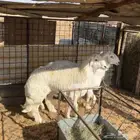 خرفان حري جبر ( تم البيع )