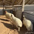 رخال نعيم ( تم البيع )